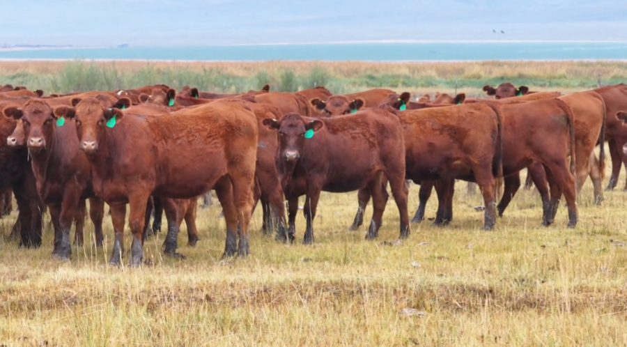 100 Head Of AI'd Red Angus & Red Baldy Bred Heifers- BH911A5